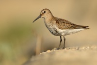 Jespak obecny - Calidris alpina - Dunlin 1778